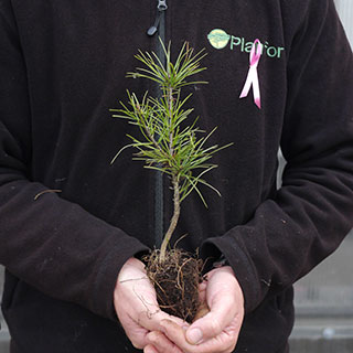 arbre de noel - pin rouge du japon en motte